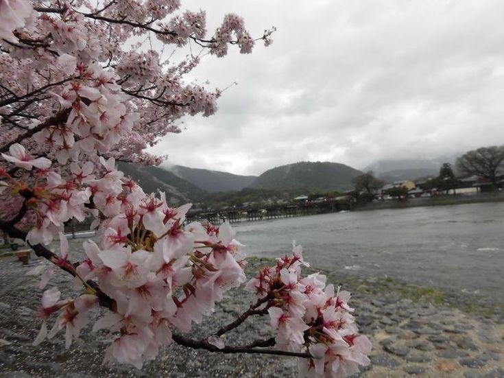 Создать мем: сакура япония, весна в корее, цветущая вишня