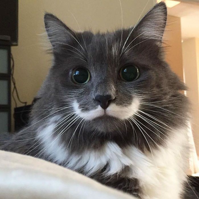 Create meme: Hamilton the cat, cat with a mustache, cat 