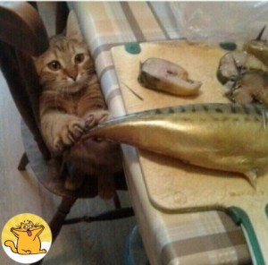 Create meme: fish, funny animals, the cat eats the fish