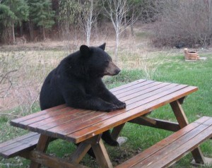 Создать мем: picnic table, медведь, bear
