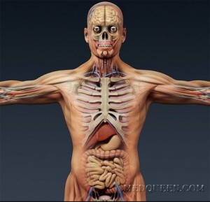 Создать мем: 3 d render, 3 d human, human skeleton