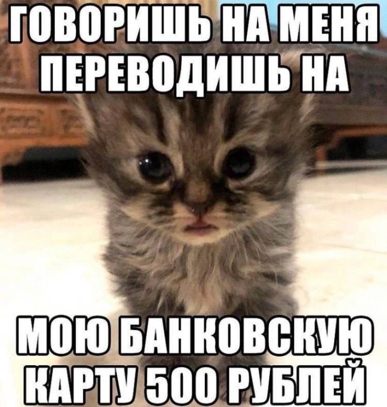 Create meme: dozyk the cat, kitties , seals 