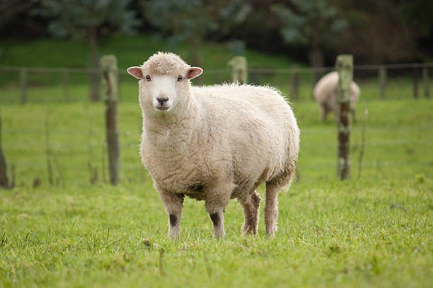 Create meme: sheep sheep, sheep goat, sheep 