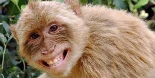Create meme: laughing animals, smiling animals , chimpanzees are funny