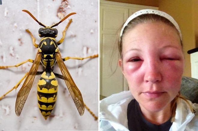 Create meme: got stung by a hornet, bumblebee hornet, hornet bee