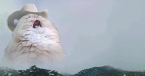 Create meme: memes animals, screaming cat, the cat in the hat meme