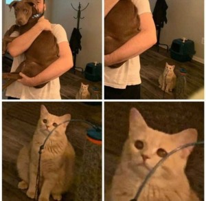 Создать мем: мемы про котов 2019, коты, мемы с котами