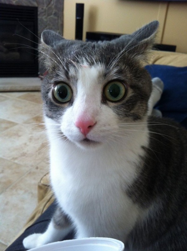 Create meme: the surprised cat meme, the surprised cat , cat 