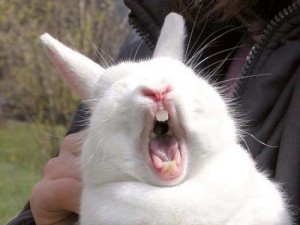 Create meme: screaming hare, rabbit bell meme, funny rabbit with open mouth