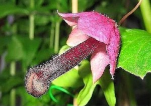 Создать мем: цветок похожий на пенис, так вот ты какой цветочек аленький фото прикол, так вот ты какой цветочек аленький картинки