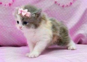 Создать мем: экзотическая короткошерстная кошка, экзотическая короткошерстная кошка котята, кошки маленькие милые британские