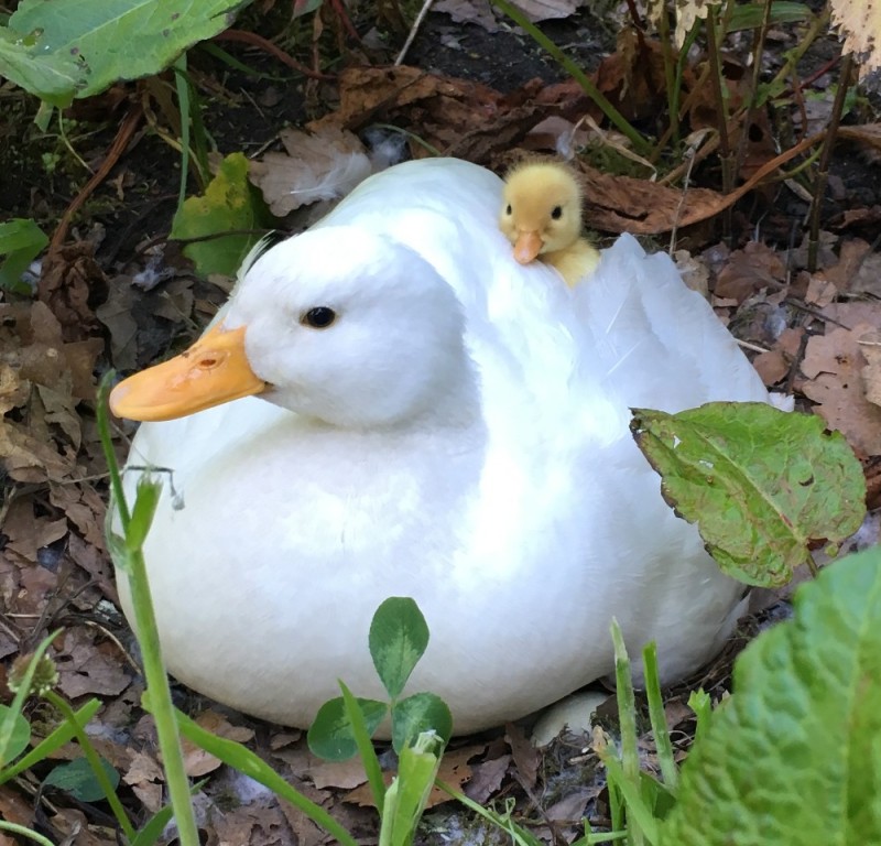 Create meme: duck white, wild white duck, duck duck