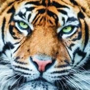 Создать мем: морда тигра арт, тигр обои, морда тигра крупным планом