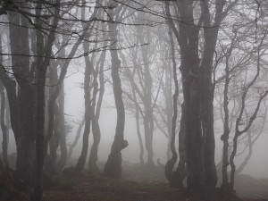 Create meme: dark forest, forest fog