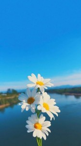 Создать мем: цветы фотографии, daisy iphone wallpaper, flowers