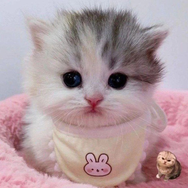 Create meme: cute cats , cute kittens, cute kittens