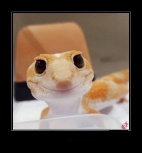 Create meme: Gecko, Gecko smiley, Gecko ablefor