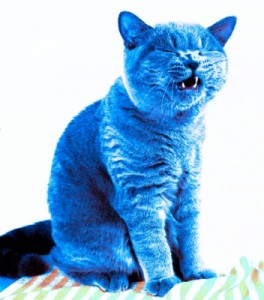 Create meme: kitties, British cat, blue kitten
