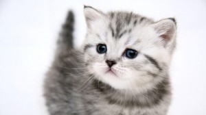 Создать мем: шотландский страйт котенок, кошки маленькие красивые британские, несчастный котёнок котёнок