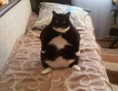 Create meme: cat funny , black fat cat, funny fat cat