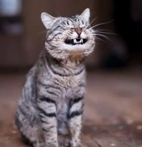 Создать мем: кот, улыбающийся кот, улыбчивый кот