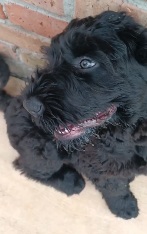 Create meme: Russian black Terrier, schnauzer terrier black, black terrier