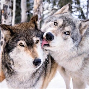 Create meme: two wolves, wolf wolf, wolves couple