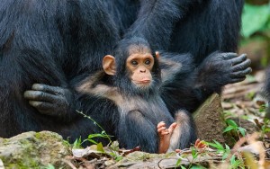 Создать мем: обезьяна, детеныш шимпанзе, животные обезьяны