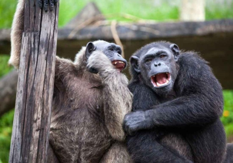 Создать мем: стая обезьян шимпанзе, шимпанзе и горилла, самец шимпанзе