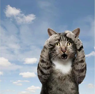 Create meme: cat , a cat in shock, awesome cat