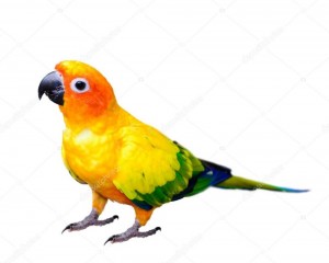 Создать мем: green cheek conure попугай, солнечная аратинга рисунки, фото солнечного попугая на белом фоне