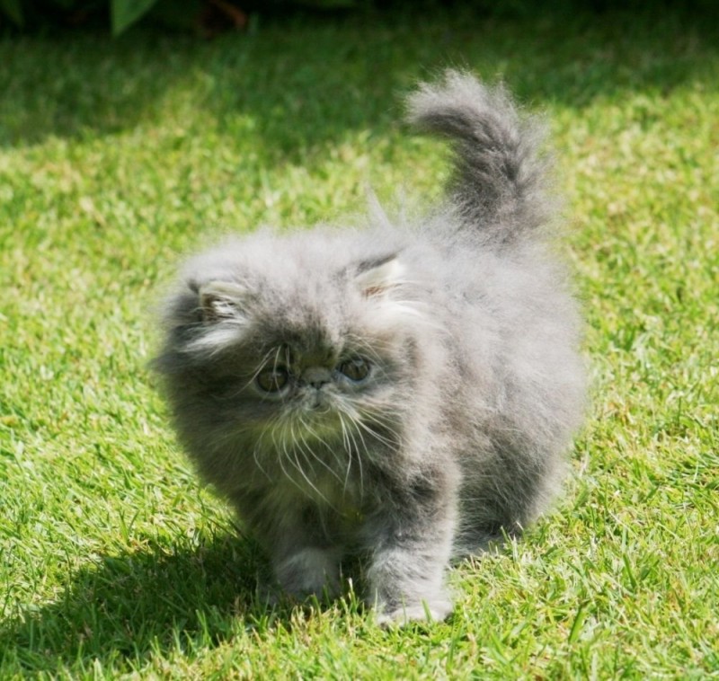 Create meme: Persian cat , Persian kittens , persian kitten grey