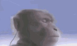 Создать мем: мартышка в наушниках, обезьяна с наушниками, обезьяна с плеером