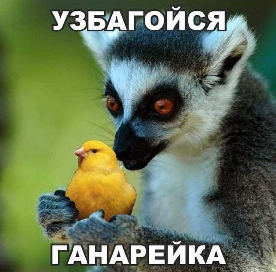 Create meme: uzbagoysya , lemur uzbagoysya original, uzbagoysia ganareka