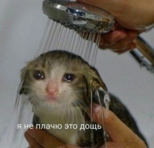 Create meme: the cat under the shower, the crying kitten meme, crying cat