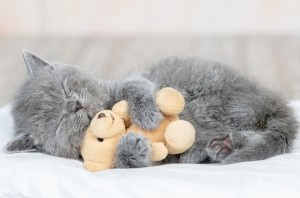 Создать мем: британская кошка, спящий котик, серый котенок спит