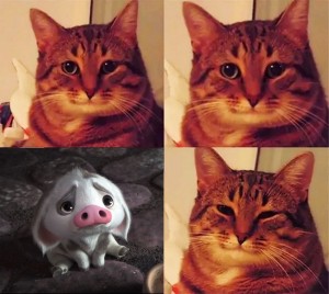 Create meme: cat, cat, Cat