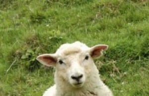 Create meme: sheep, three sheep, sheep picture