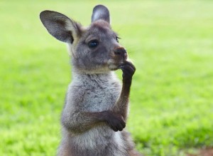 Create meme: Australian kangaroo, grey kangaroo, kangaroo cub