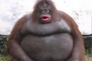Создать мем: обезьяна толстая, стинки горилла, человек