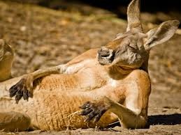 Create meme: kanguru, national geographic traveler, red kangaroo