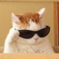 Создать мем: кот крутой, крутой кот в очках, крутые коты