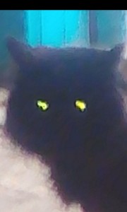 Создать мем: кот обблизывает стекло, кошка лижет стекло, светящиеся глаза монстра в темноте