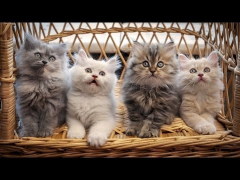 Create meme: kittens Persians, fluffy kittens , cat kitten