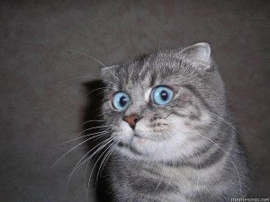 Создать мем: британская короткошёрстная кошка, честно сказать я в аухе кот, честно сказать я в ахуе