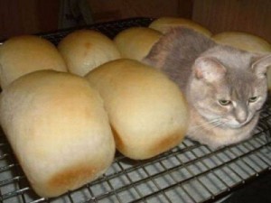 Create meme: cat cute, I'm a cat don't eat me, loaf of bread