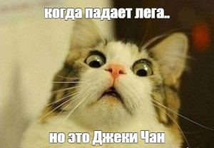 Создать мем: Кошка, шокированный кот, кот