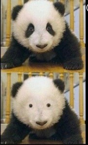 Создать мем: панда без черных кругов, панда большая, панда панда
