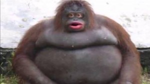 Создать мем: обезьяна большая, жирная обезьяна мем, стинки горилла