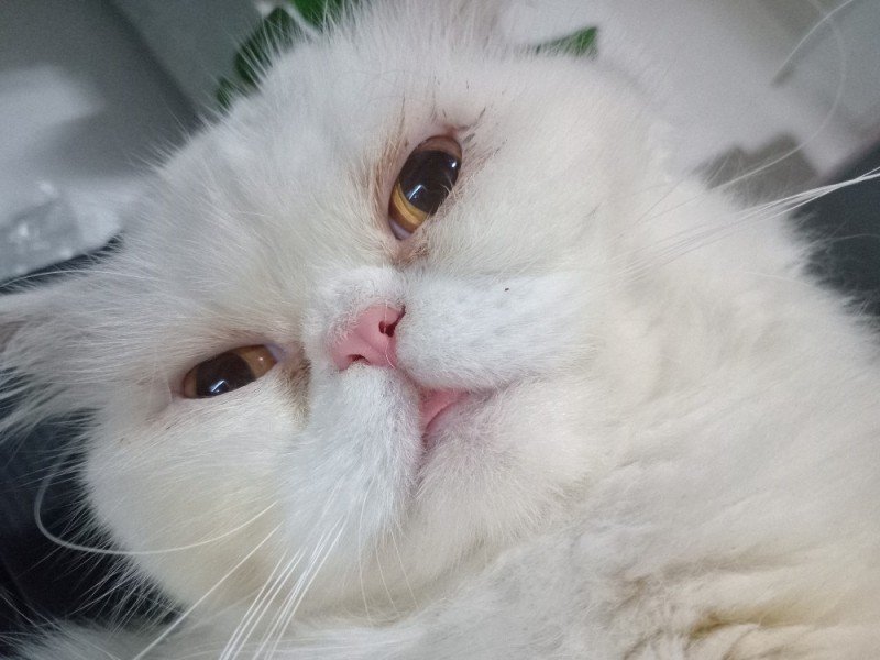 Create meme: Persian cat , Persian cat, Persian cat 